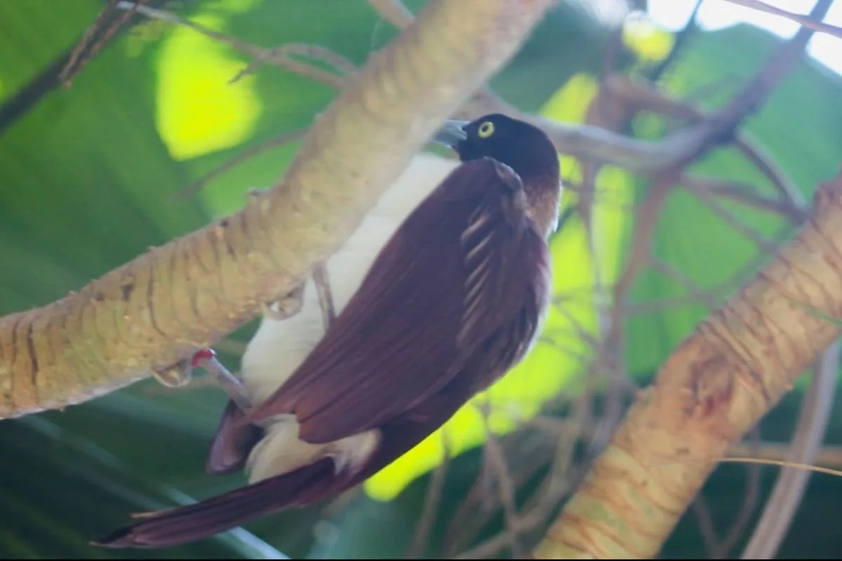 lesser bird of paradise bali hatchling