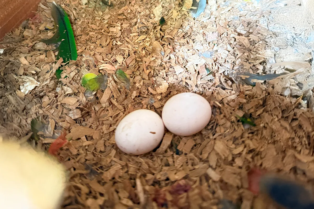 mitchells lorikeet hatching eggs bali bird park mitchells lorikeet hatching eggs bali bird park