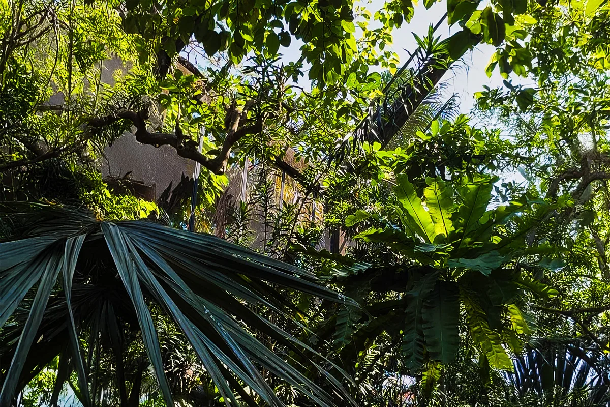 papua aviary bali bird park rainforest habitat