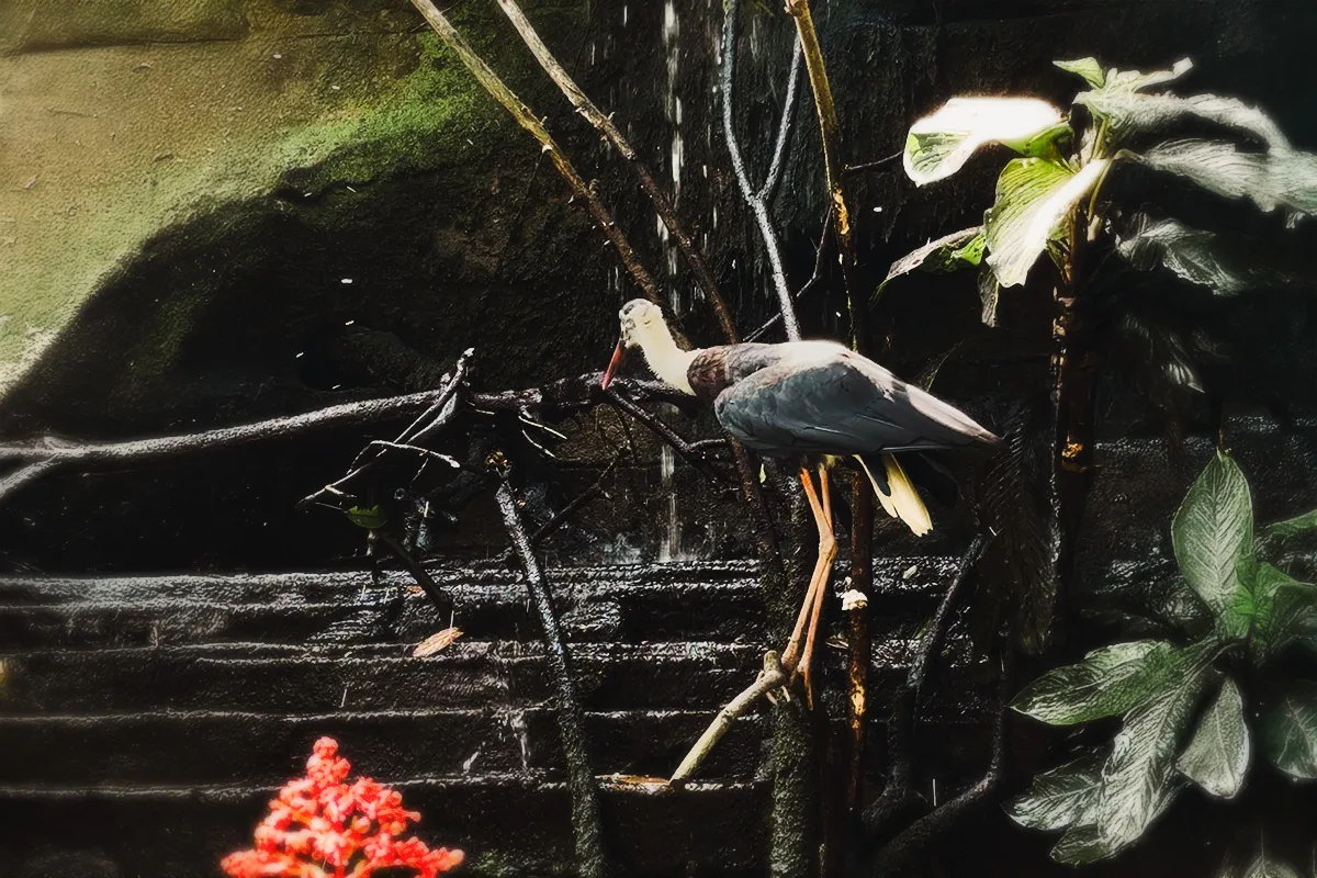 papua aviary bali bird park waterfall bird habitat papua aviary bali bird park waterfall bird habitat