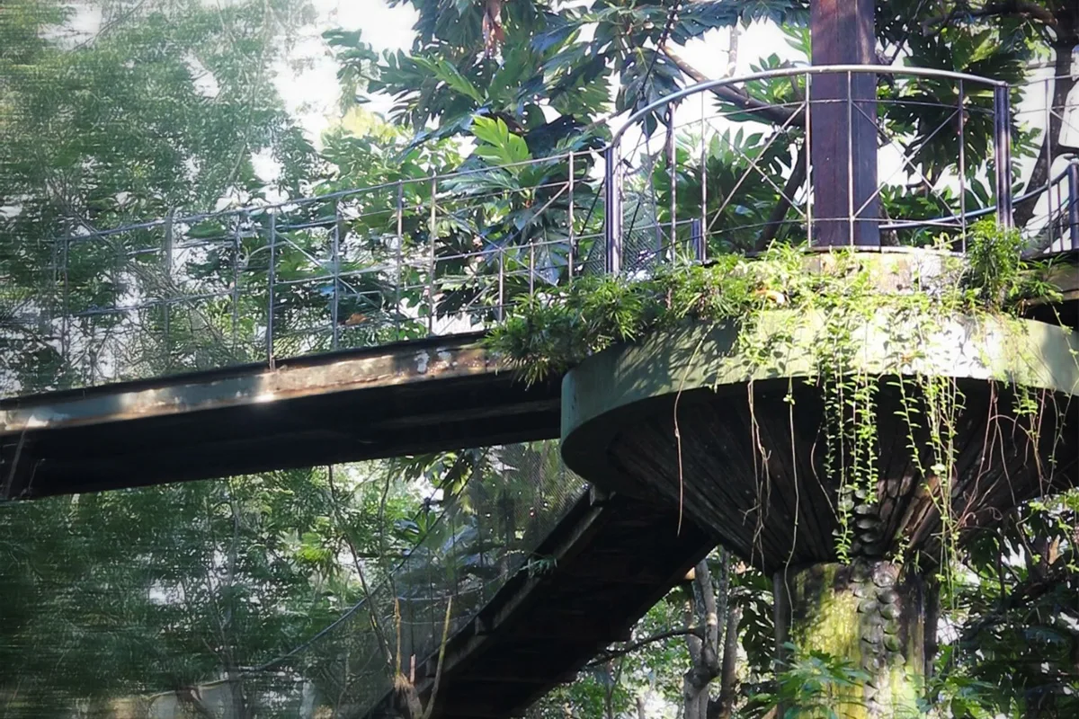 papua aviary tree bridge bali bird park papua aviary tree bridge bali bird park