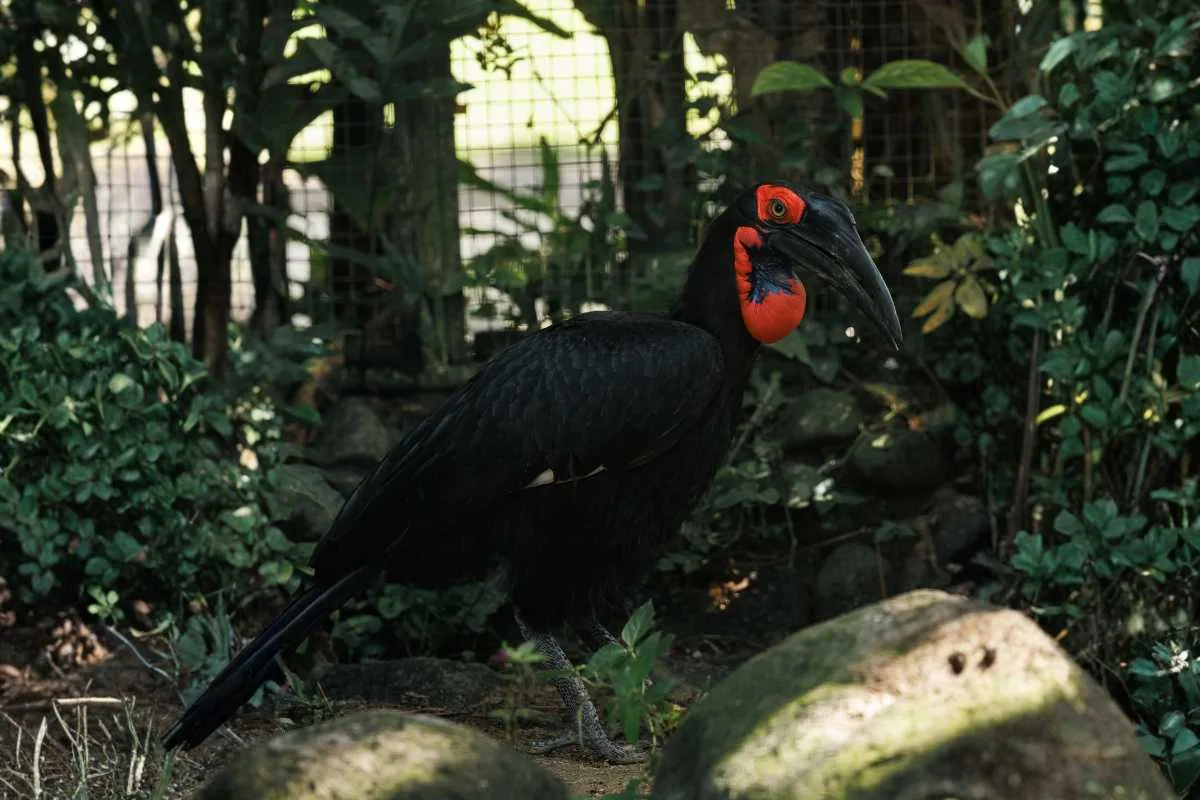 bali bird park southern ground hornbill pair bali bird park southern ground hornbill pair