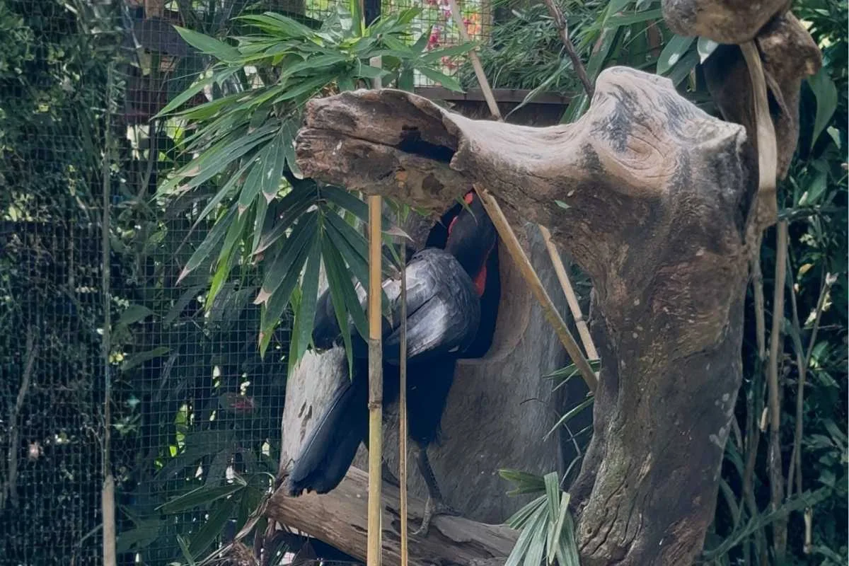 caesar cleopatra southern ground hornbill conservation caesar cleopatra southern ground hornbill conservation