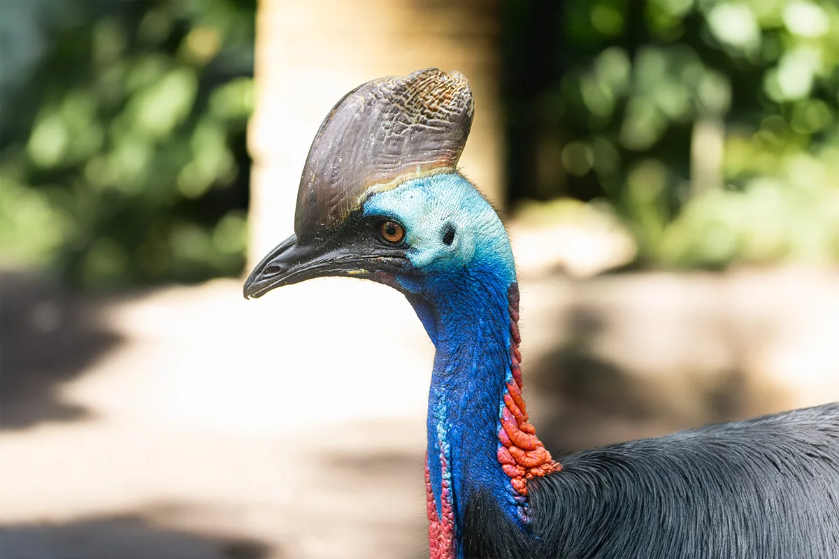 cassowary bali bird park exhibit area cassowary bali bird park exhibit area