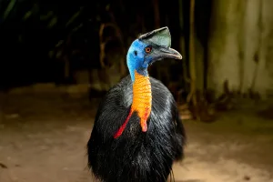 cassowary-bali-bird-park-living-dinosaur