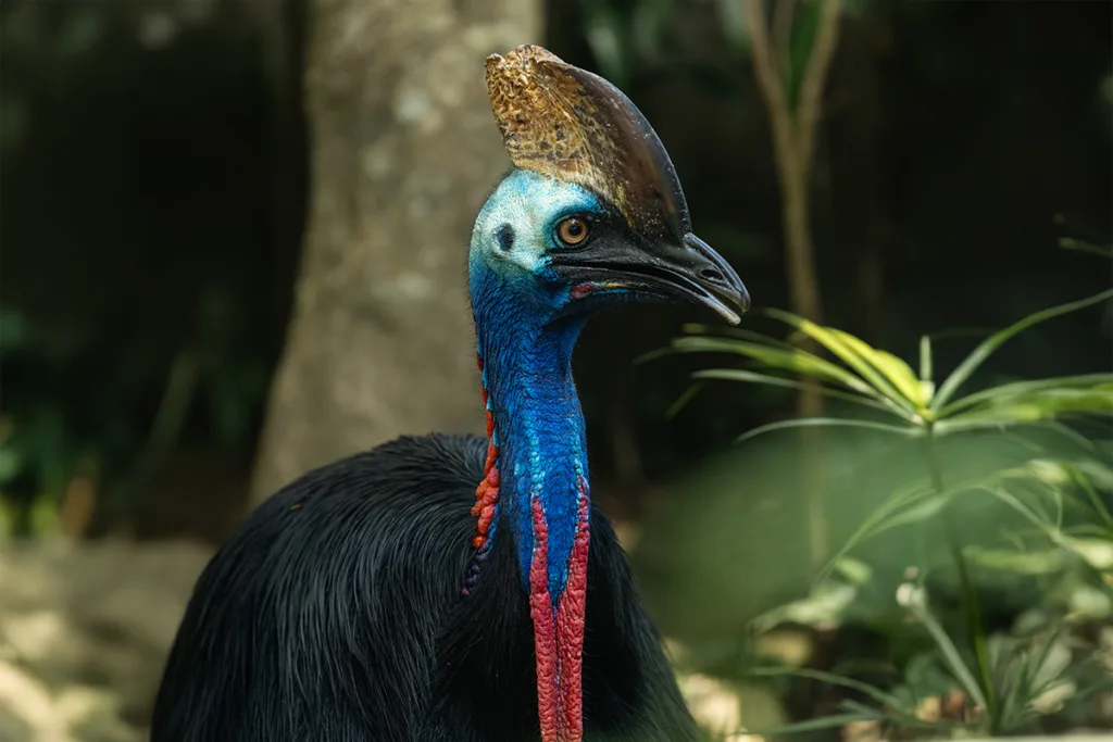 cassowary bali bird park rainforest species