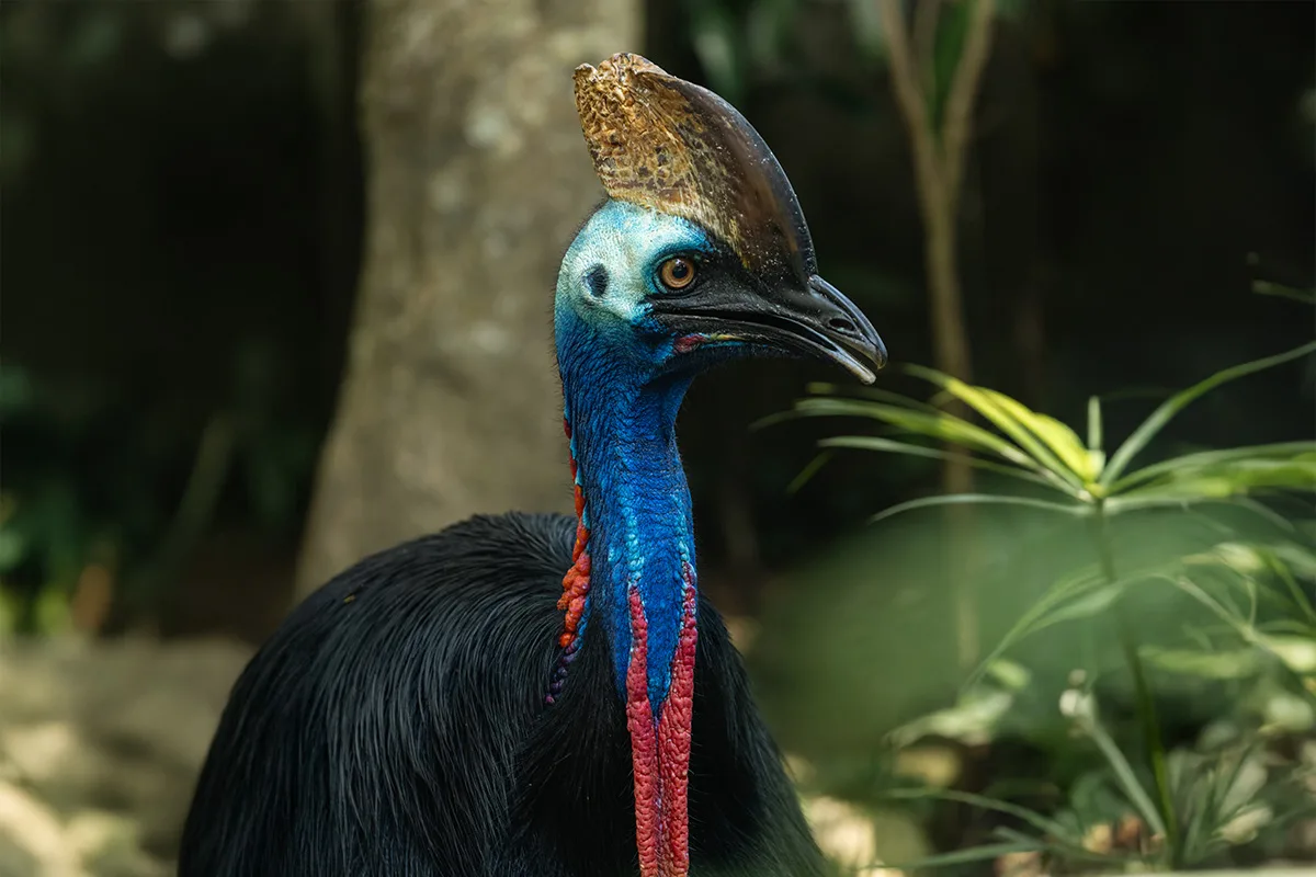 cassowary bali bird park rainforest species