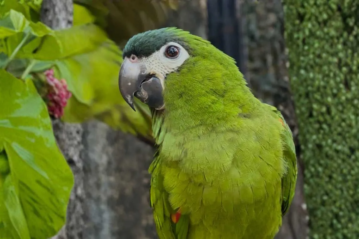 green hahns macaw conservation bali green hahns macaw conservation bali