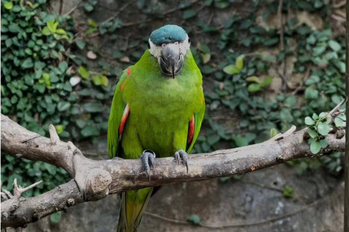 Hahn’s Macaw Bali Bird Park – Continued Breeding Success - Hahns Macaw Destruction Of Furniture And Belongings