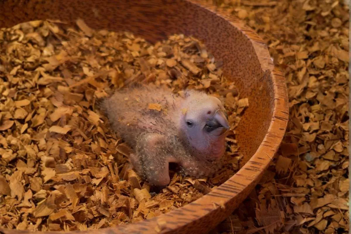 hahns macaw chick bali bird park hahns macaw chick bali bird park