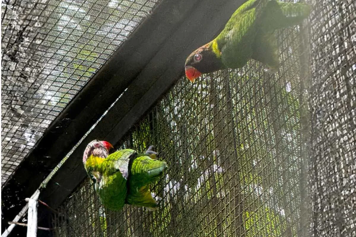 mitchells lorikeet habituation enclosure adaptation batukau