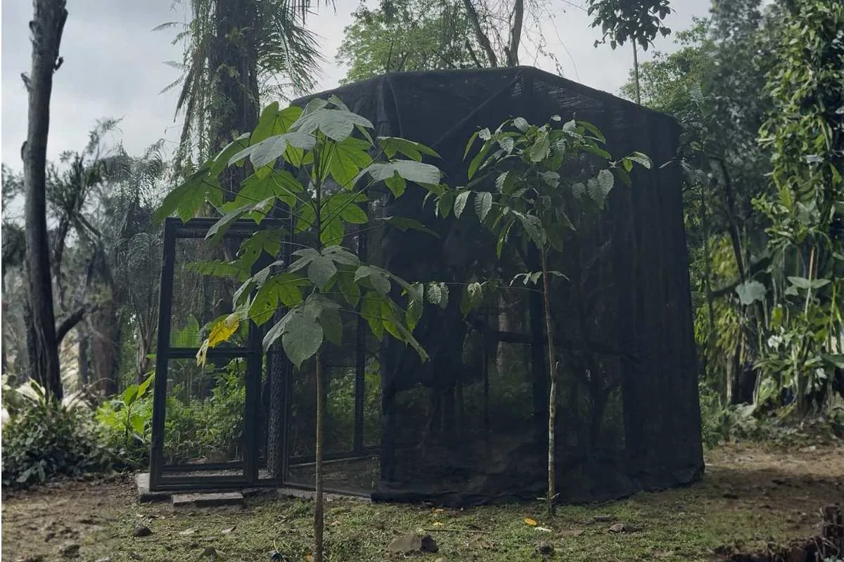 mitchells lorikeet habituation enclosure structure batukau
