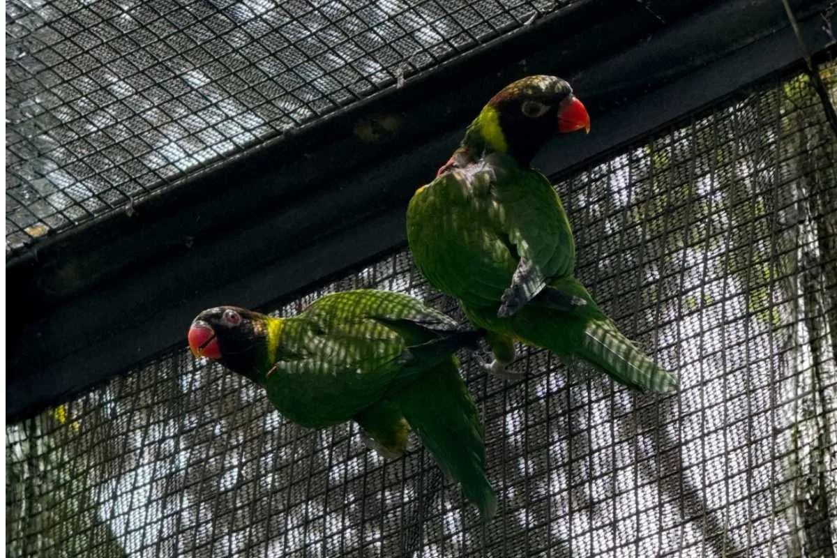 mitchells lorikeet habituation pair inside enclosure