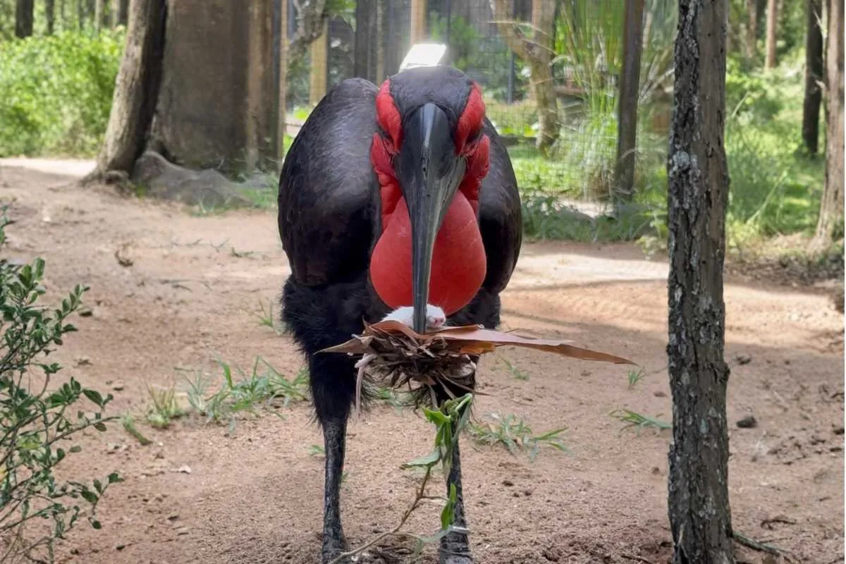 southern ground hornbill conservation bali southern ground hornbill conservation bali