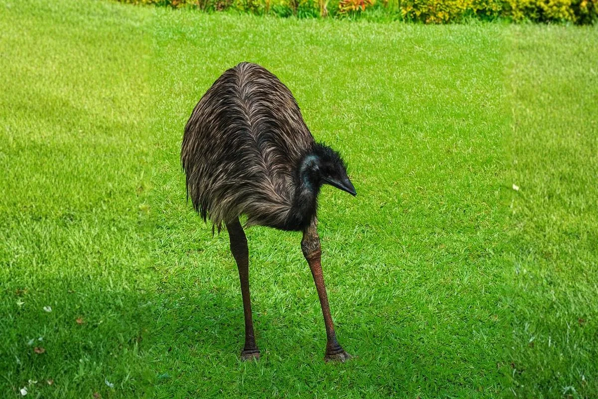 emu bali rain forest wild encounter