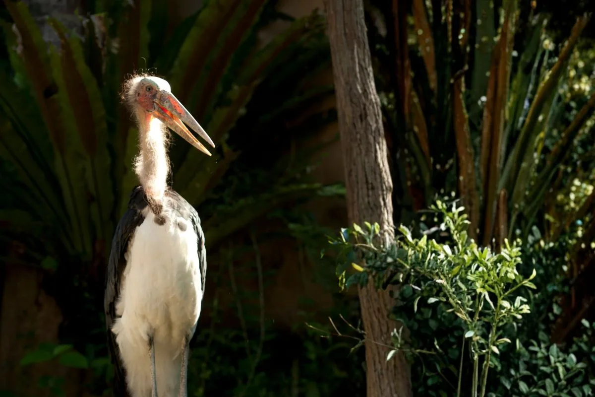 fighting extinction lesser adjutant indonesia fighting extinction lesser adjutant indonesia