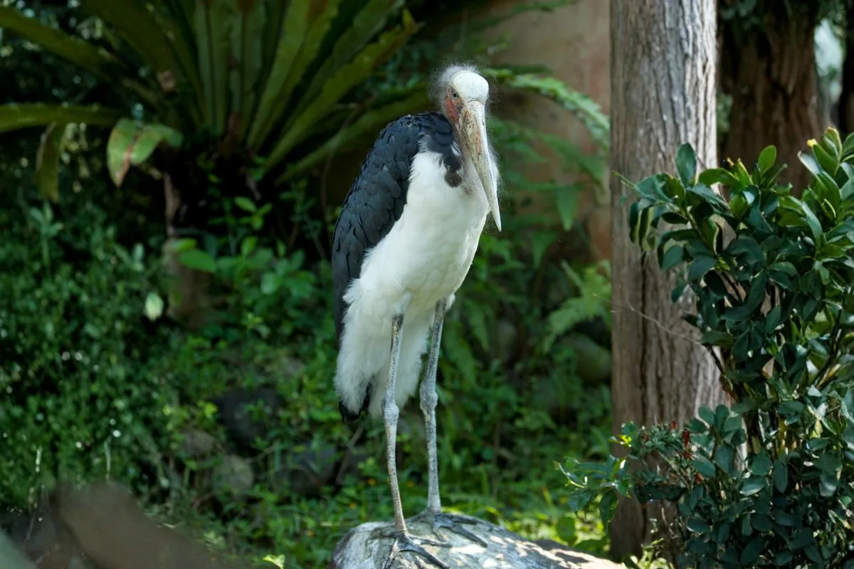 lesser adjutant stork bali bird park lesser adjutant stork bali bird park
