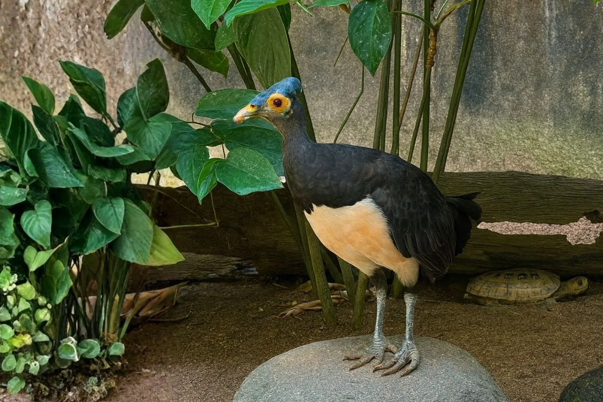 maleo sulawesi rare bird bali bird park