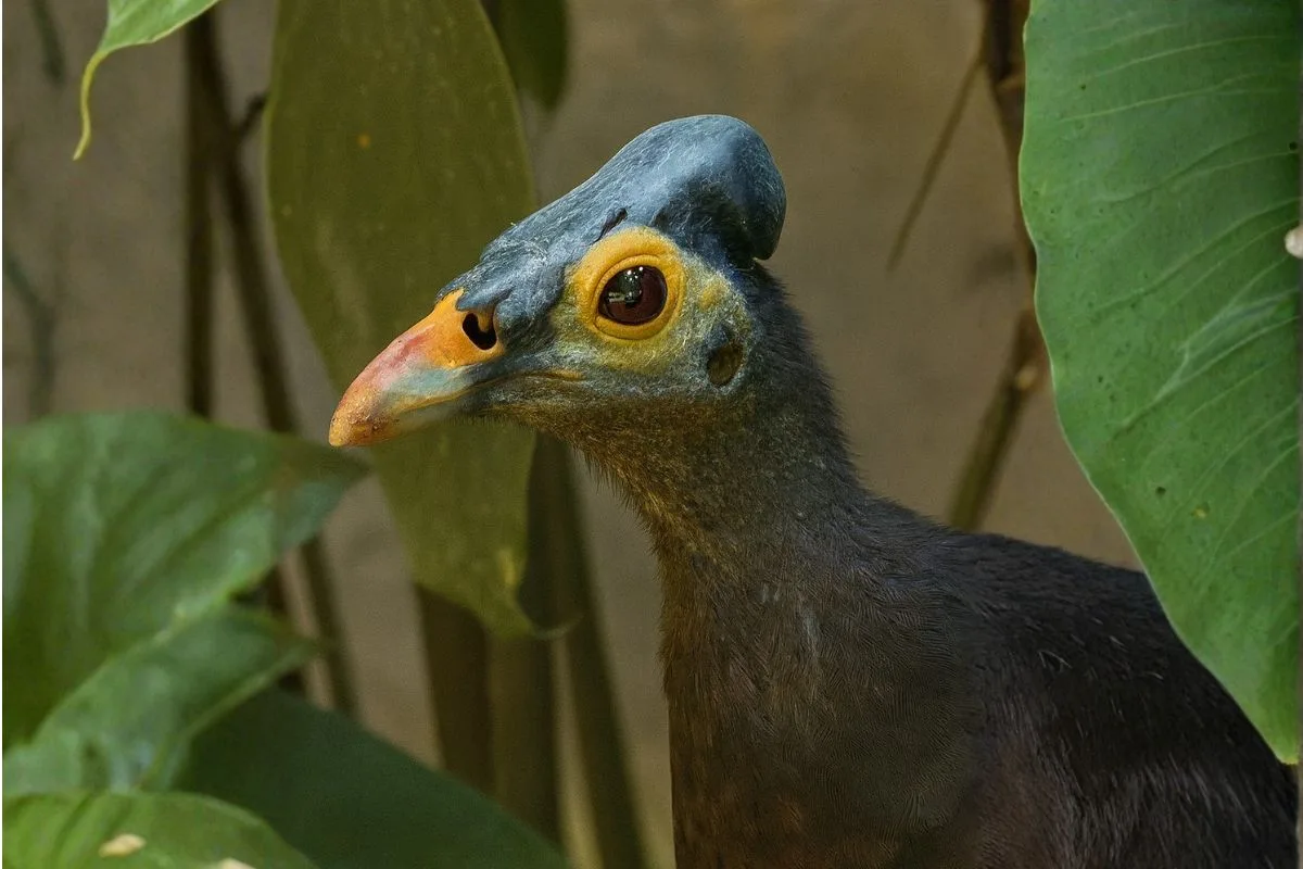 meet maleo sulawesi indonesia endemic bird