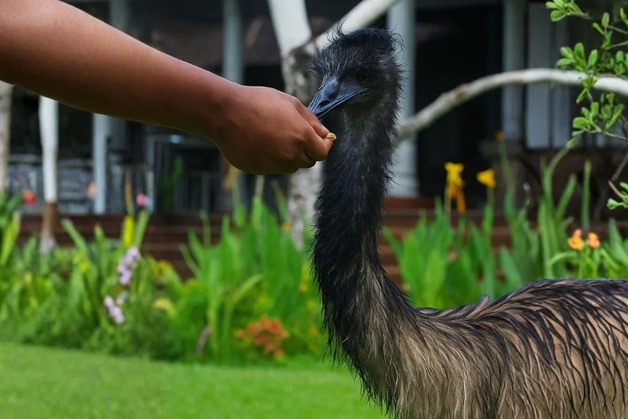 meet the emu at bali bird park