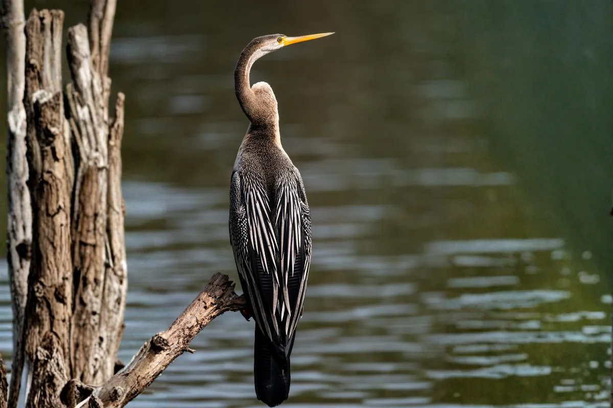 oriental darter indonesia bali bird park feature oriental darter indonesia bali bird park feature