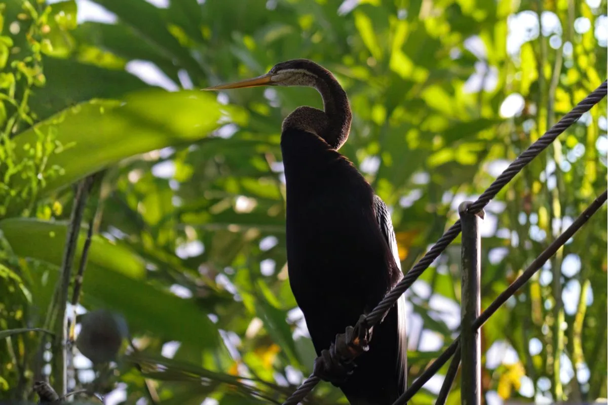 snake bird oriental darter at bali bird park snake bird oriental darter at bali bird park