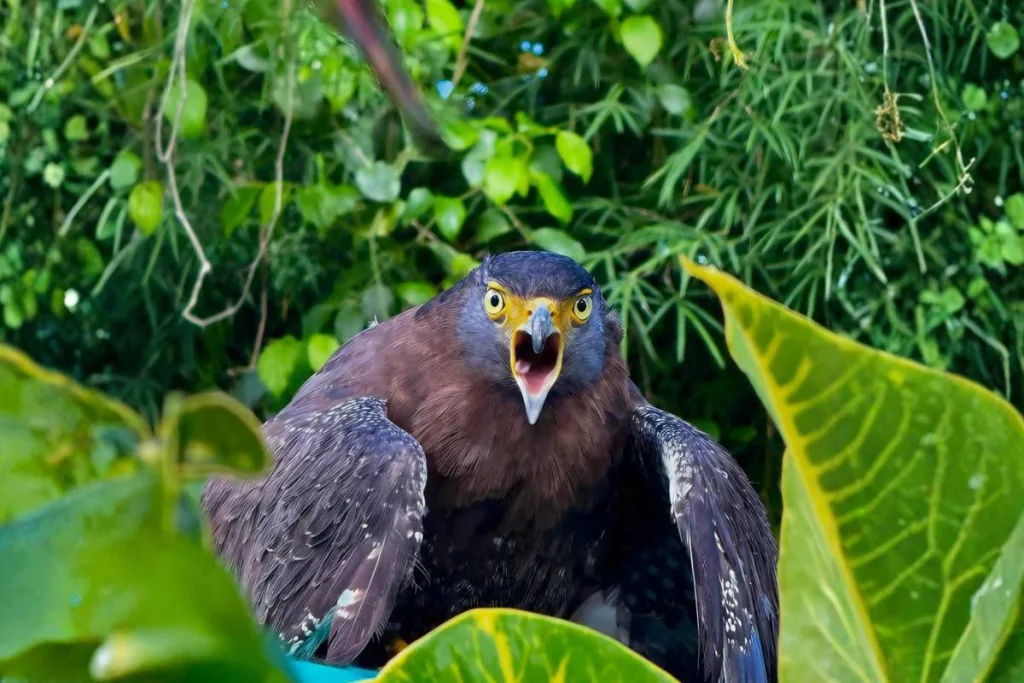 crested serpent eagle bali bird park