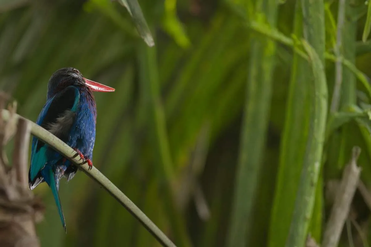 javan kingfisher bali bird park