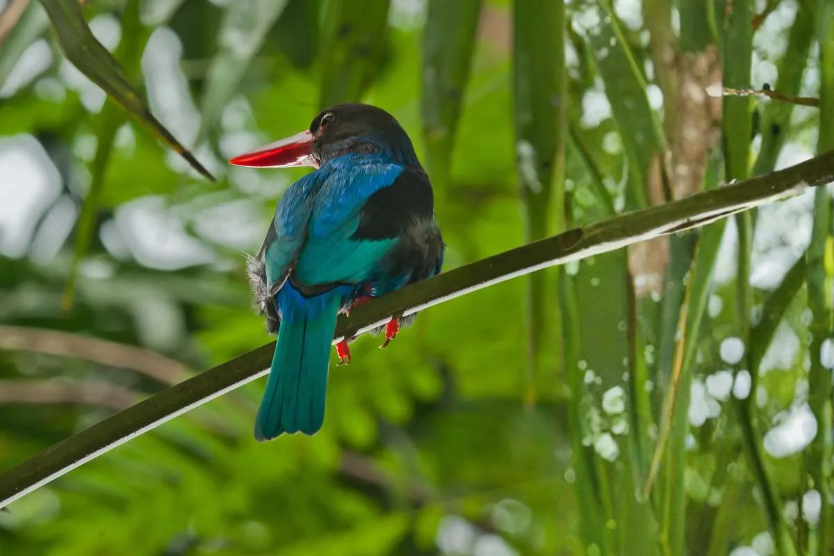 javan kingfisher blue bird indonesia