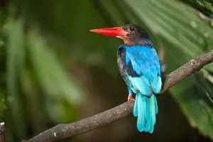 javan kingfisher conservation bali bird park