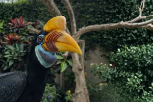 knobbed hornbill conservation bali bird park
