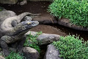 komodo dragon bali bird park conservation