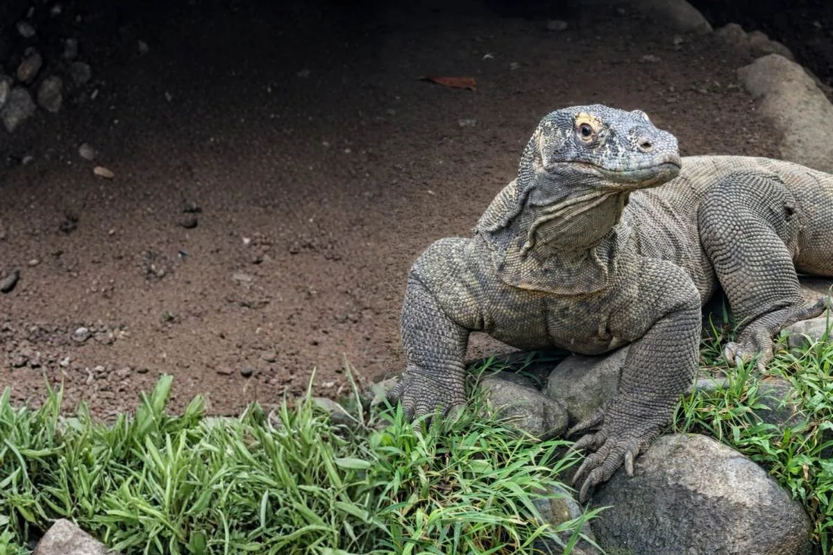 komodo dragon bali bird park komodo dragon bali bird park