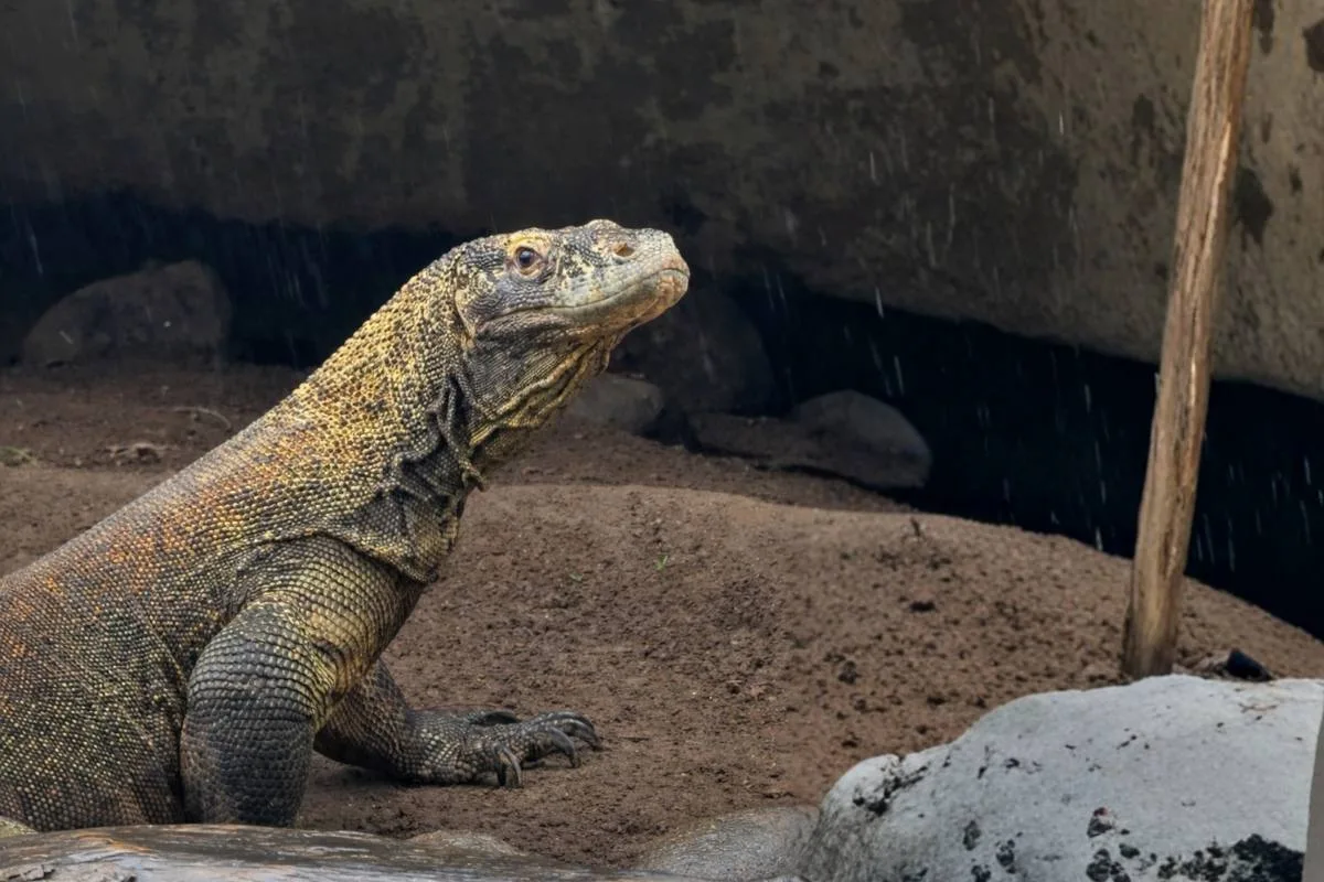 komodo dragon educational experience bali bird park komodo dragon educational experience bali bird park