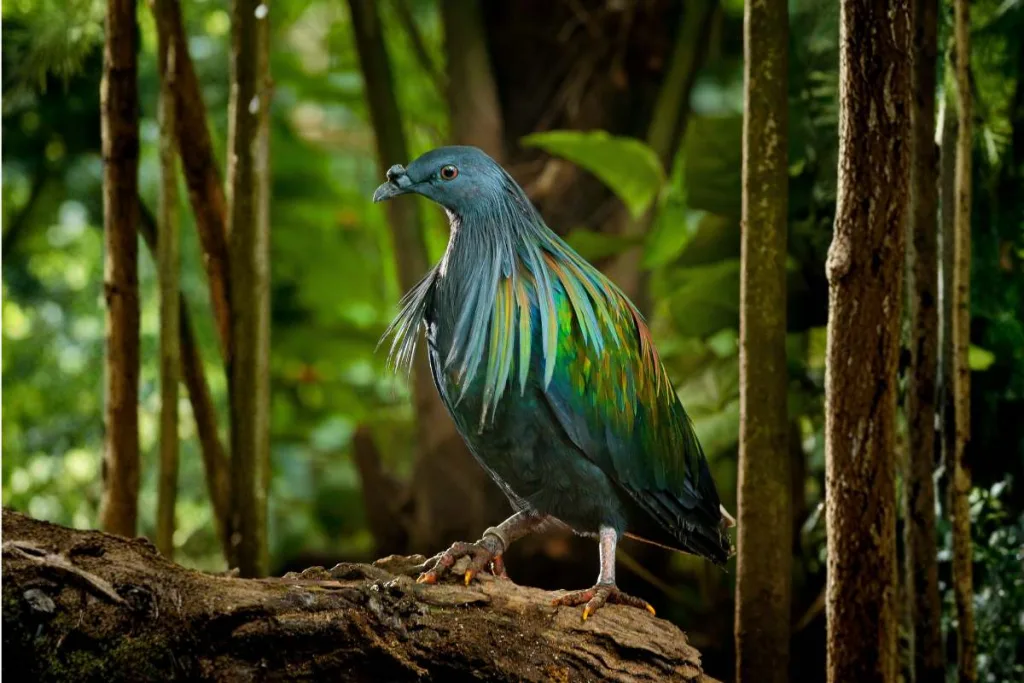 nicobar pigeon conservation bali bird park