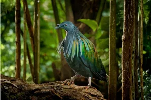 nicobar pigeon conservation bali bird park