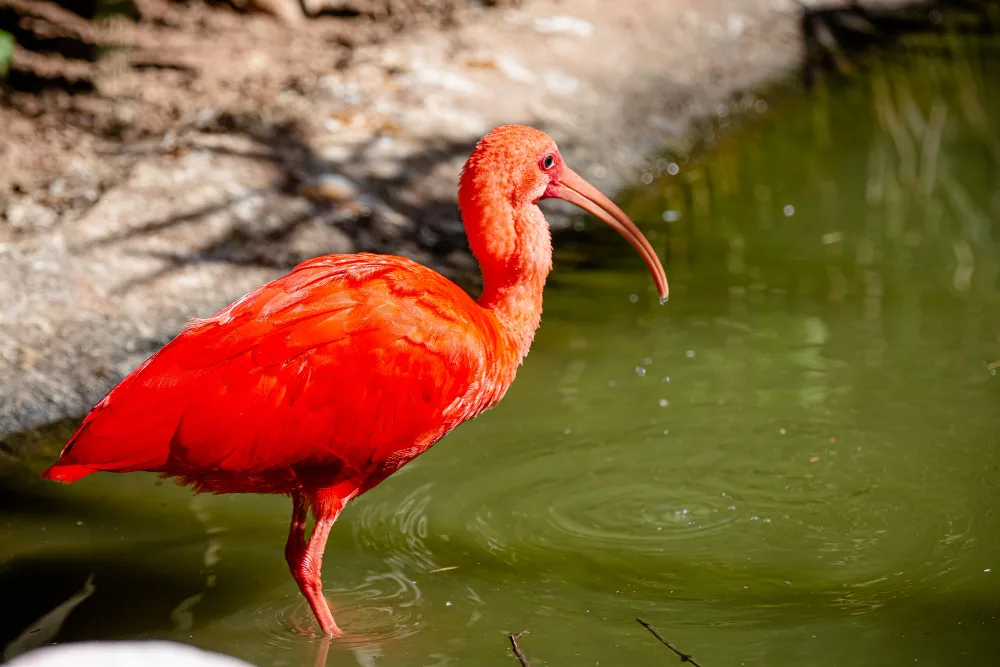 red scarlet ibis bali