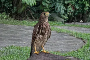 spotted kestrel falcon bali bird park