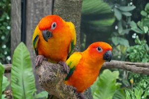 sun conure bali bird park