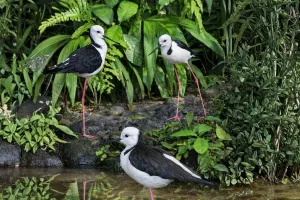 white headed stilt wetland bird