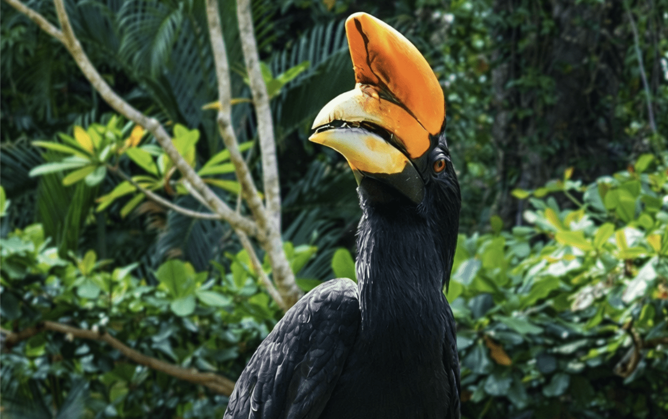 Hornbills