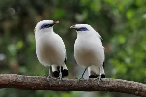 Most Common Birds in Indonesia