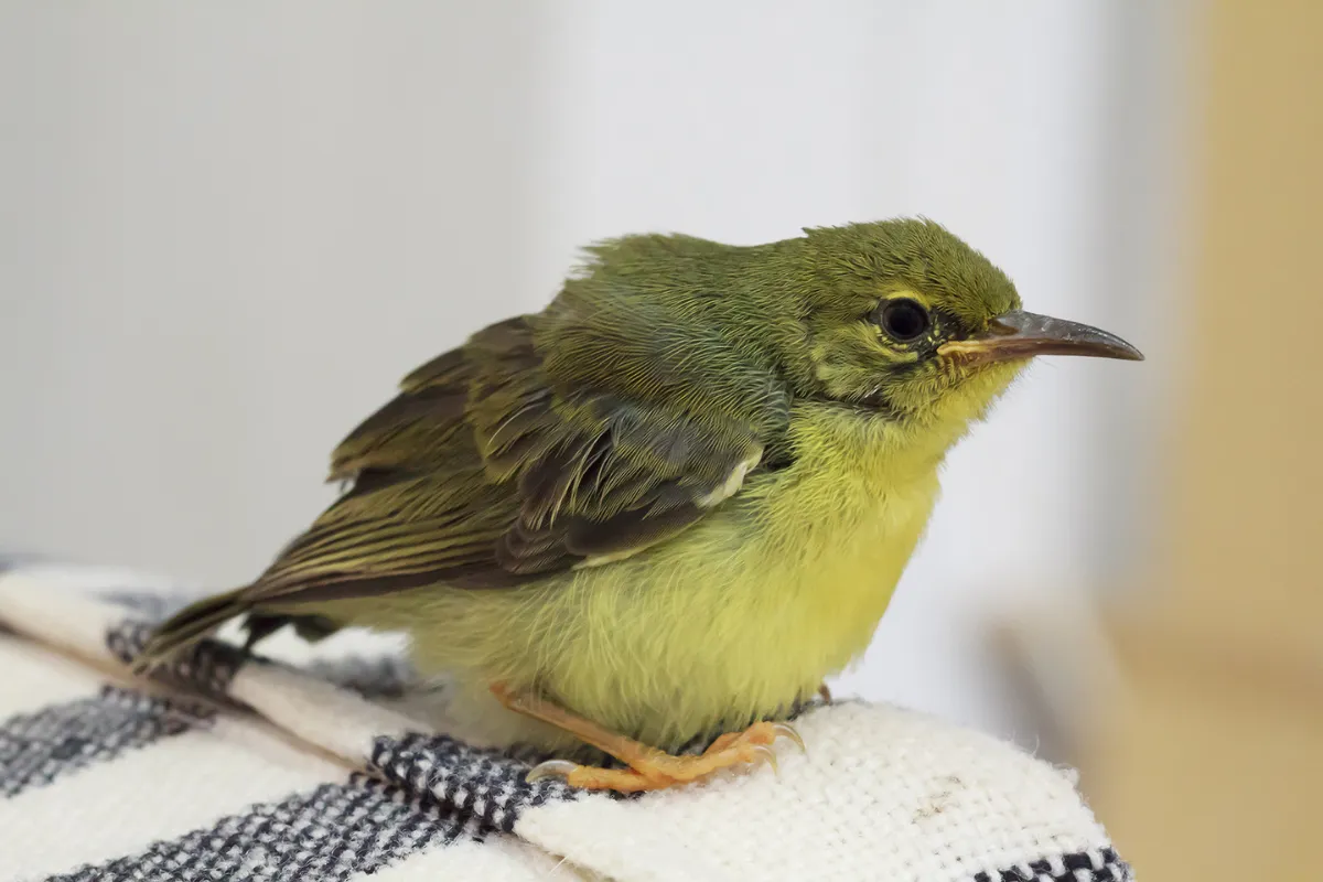 Olive backed Sunbird
