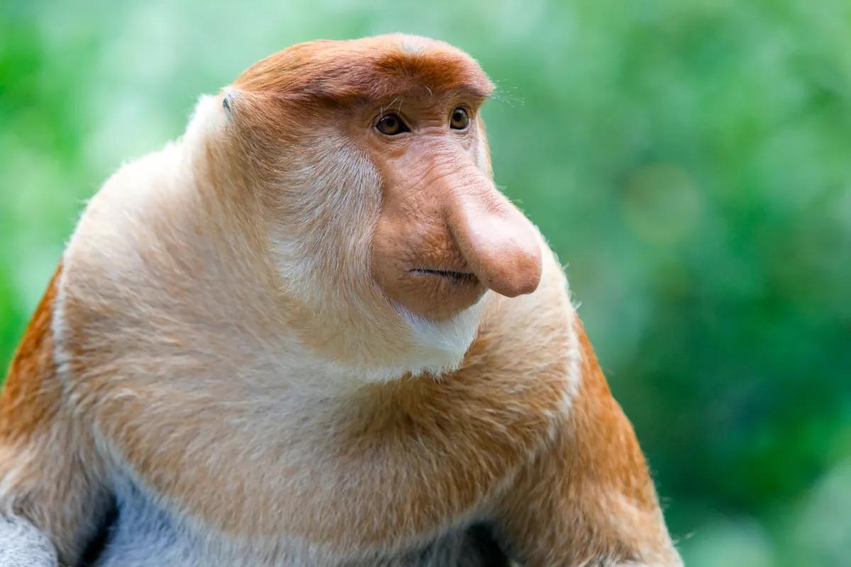 Proboscis Monkey