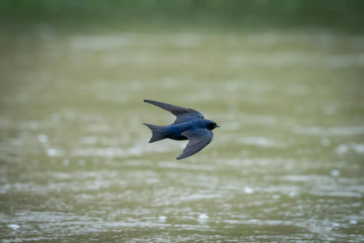 Most common birds in Indonesia: Swiftlet