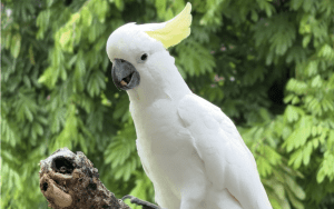 Yellow crested Cockatoo