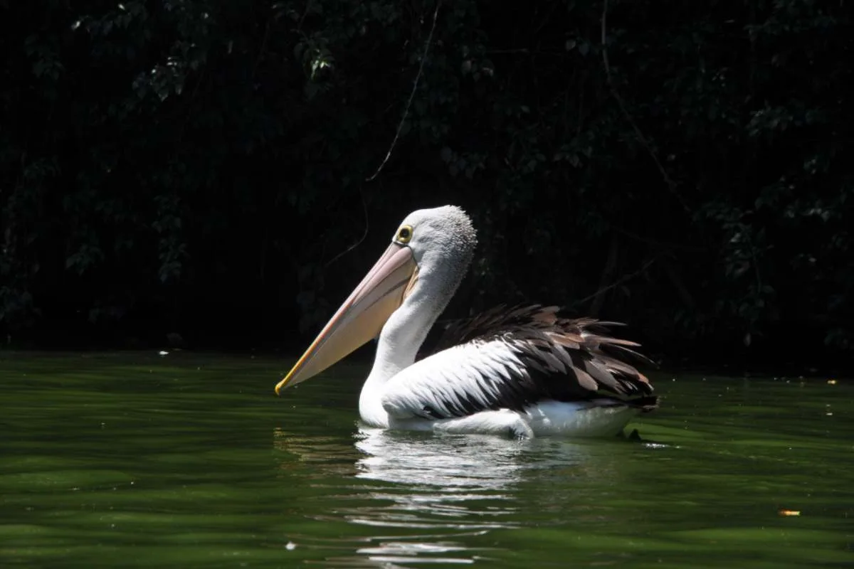 australian pelican waterbird conservation1