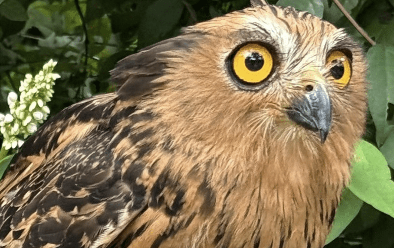 Buffed Fish Buffy Fish Owl: The Unique Water Hunter at Bali Bird Park