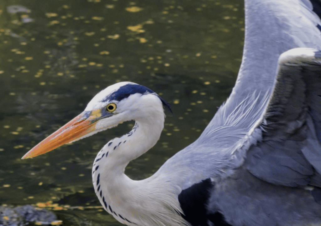 Grey Heron