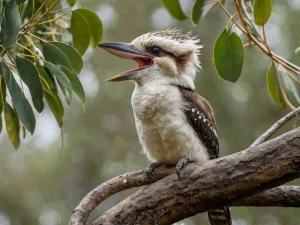 Laughing Kookaburra